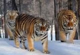 Десять "тигров" и псковский спецназ